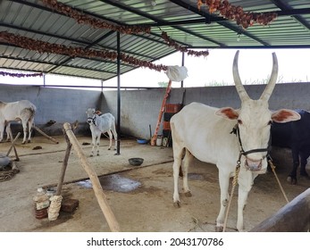 cow and calf in indian cattle shed
