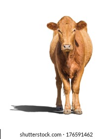 Cow calf isolated on white