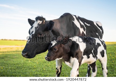 Cow and calf in the meadow. Reproduction and breeding of animals.