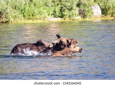 A cow and calf moose swim across a Wyoming Lake.  This photo taken in the Wind River Range in western Wyoming.