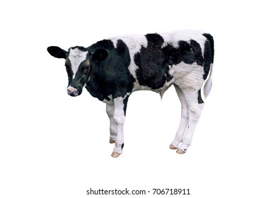 Cow Calf On White Background Stock Photo 706718911 | Shutterstock