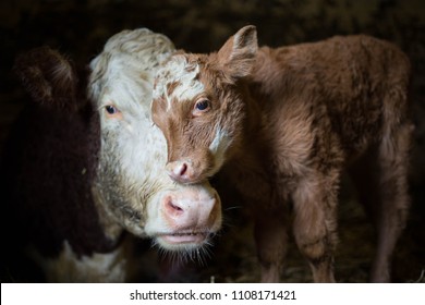 Корова и теленок сфотографированы на ферме моих бабушек и дедушек. Момент, когда теленок ищет утешения у матери.