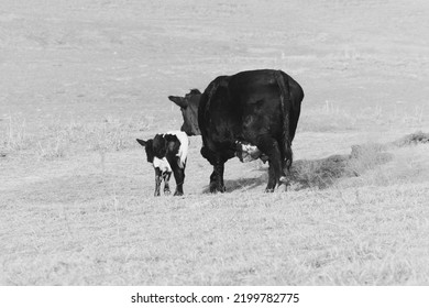 Cow With Calf Shows Mom And Baby Walking Away Through Winter Farm Field.