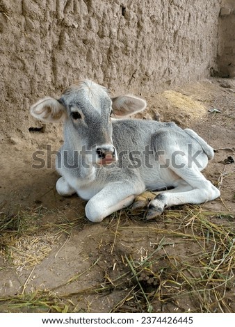 cow calf, small cow, animal