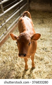 Cow Calf In A Sun Lit Barn Stall