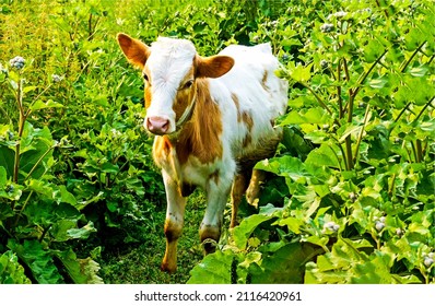 Cow calf in the tall grass. Cow calf in grass. Cow calf on pasture. Cow calf portrait