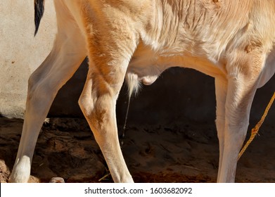 Cow Calf Urine,cow Calf Leg,cow Cattle Urine,govmutra 