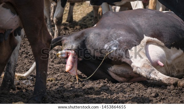 Cow calving. A cow lay down is ready to give birth on a\
dairy farm. 