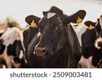 Cow, cattle and animal with tag for livestock, agriculture or countryside production on dairy farm. Closeup, mammal or herd of outdoor beasts with label on grass field or natural farmland in texas