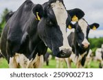 Cow, cattle and animal with tag on dairy farm for livestock, agriculture or countryside production. Closeup, mammal or herd of outdoor beasts with label on grass field or natural farmland in texas