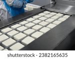 Cow cheese making, white feta, mozzarella, cheese production line. Forming machine at cheese and milk dairy food production in an industrial factory. Traditional European healthy food manufacturing.