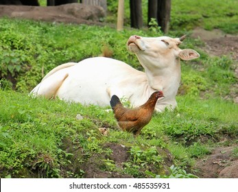 Cow Chicken