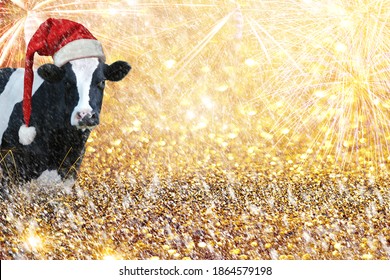 Cow With Christmas New Year Hat On Golden Background With Glitter