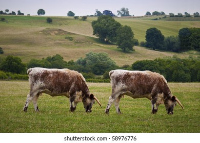 Cow Cloning. Genetic Modification. Duplicate animal twin biotechnology.