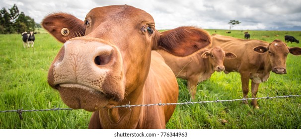 Cow Close Up