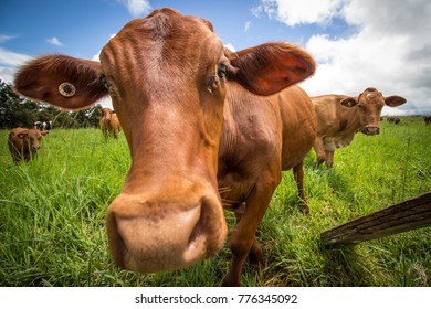 Cow Close Up