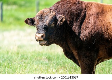 Cow Close Up In A Saskatchewan Field Canada