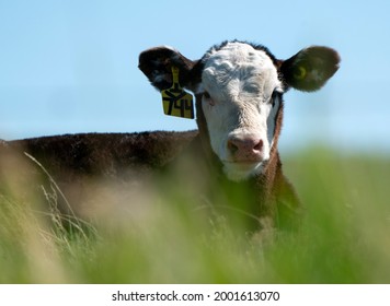 Cow Close Up In A Saskatchewan Field Canada