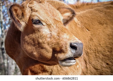 Cow closeup