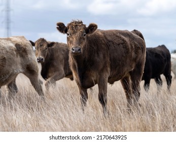 Cow, Cows, Cattle, Grazing, Australia, Tasmania, Organic, Regenerative, Korea, Japan, Asia, Agriculture, Angus, Animal, Australian, Beef, Beef, Meat, Brahman, Brangus, Bull, Calf, Charolais, Dairy,