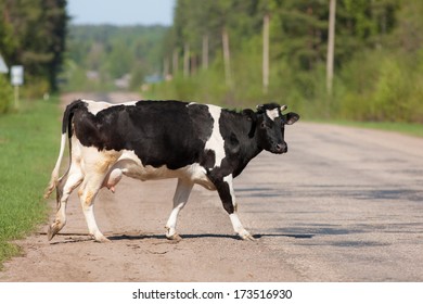 The cow crosses road in forest village