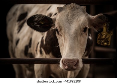 Cow Cruelty Stock Photo 441992209 | Shutterstock