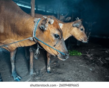 Cow crying with a sharp stare 