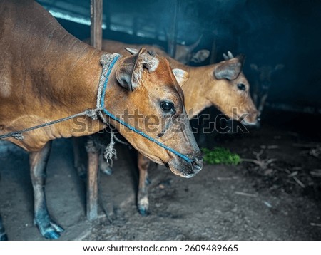 Cow crying with a sharp stare 