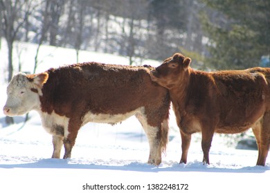 Cow Cuddles In The Winter Cold