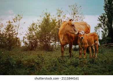 Cow Cuddling Another Calf In Love At Pasture