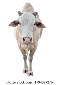 The cow was cut off on both sides of the horn. Select the face focus on a white background.