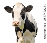 Cow cut out, black and white, milker cattle, pink nose, in a field in front of a blue sky