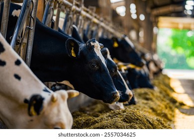 Cow at dairy milk farm. Cow on farm. Agriculture industry. Animal husbandry. Cow factory. Cow at milk farm. Farming and animal husbandry concept.