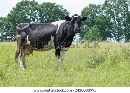 cow. Dairy cow in the pasture. black young cow, stands on green grass. spring day. milk farm. home animal. cattle. the cow is grazing in the meadow. close-up. black and white animal in green grass