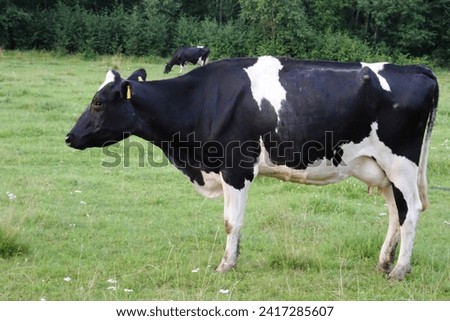 Cow. Dairy cow in the pasture. black young cow, stands on green grass. spring day. milk farm. home animal. cattle. the cow is grazing in the meadow. close-up. black and white animal in green grass