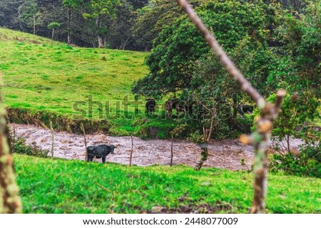 Cow in danger place, cow is stranded close to a swollen river. The river having grown due to recent rains, he cow that stands close to its banks. Other cows are safer in distance