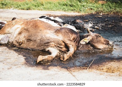 Cow dead body or carcass rotten at the farm waiting to be disposed. Domestic animals disease and health care. - Shutterstock ID 2223584829