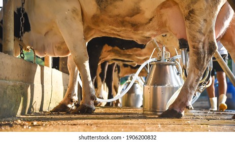 Cow discovers the meaning of being on a cow farm, animal husbandry in farm, row of cows being milked with milking machine, Cattle grazing in a field. - Powered by Shutterstock