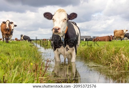 Cow in a ditch cooling, swimming taking a bath and standing in a creek, reflection in water Stock foto © 