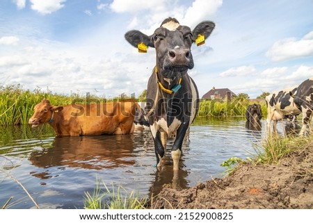 Cow in a ditch cooling, swimming taking a bath and standing in a creek, reflection in water