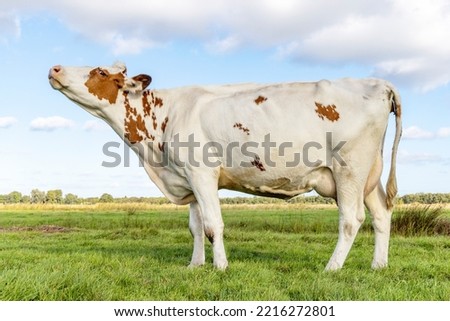Cow does moo with her head uplifted, wailing and heckling, full length side view standing in a green field