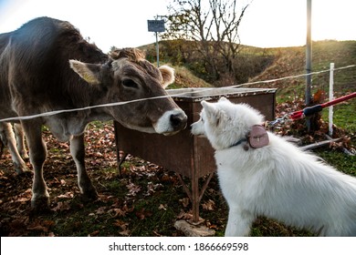 Cow And  Dog Making Friends In Field