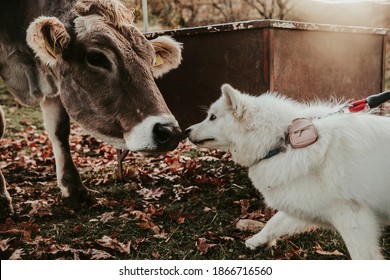 Cow And  Dog Making Friends In Field