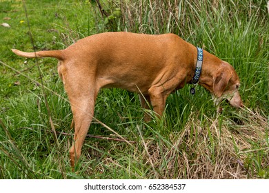 Cow Dog: An Old Vizsla Eating Some Grass At The Park.