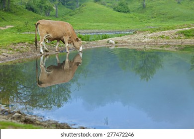 A cow drink water in a beautiful natural park.