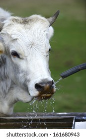 Cow drinking from fountain