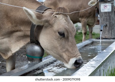 650 Cow drinking from trough Images, Stock Photos & Vectors | Shutterstock