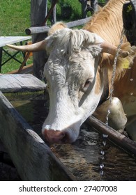 758 Cows water trough Images, Stock Photos & Vectors | Shutterstock