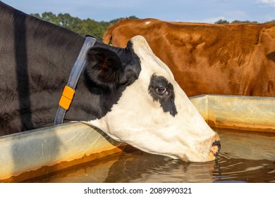 Cow drinking from a water container, black and white standing head into a large drinking trough in a green pasture - Shutterstock ID 2089990321