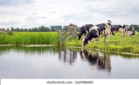 Cow drinking water on the bank of the creek a rustic country scene, reflection in a ditch, at the horizon a blue sky with clouds.